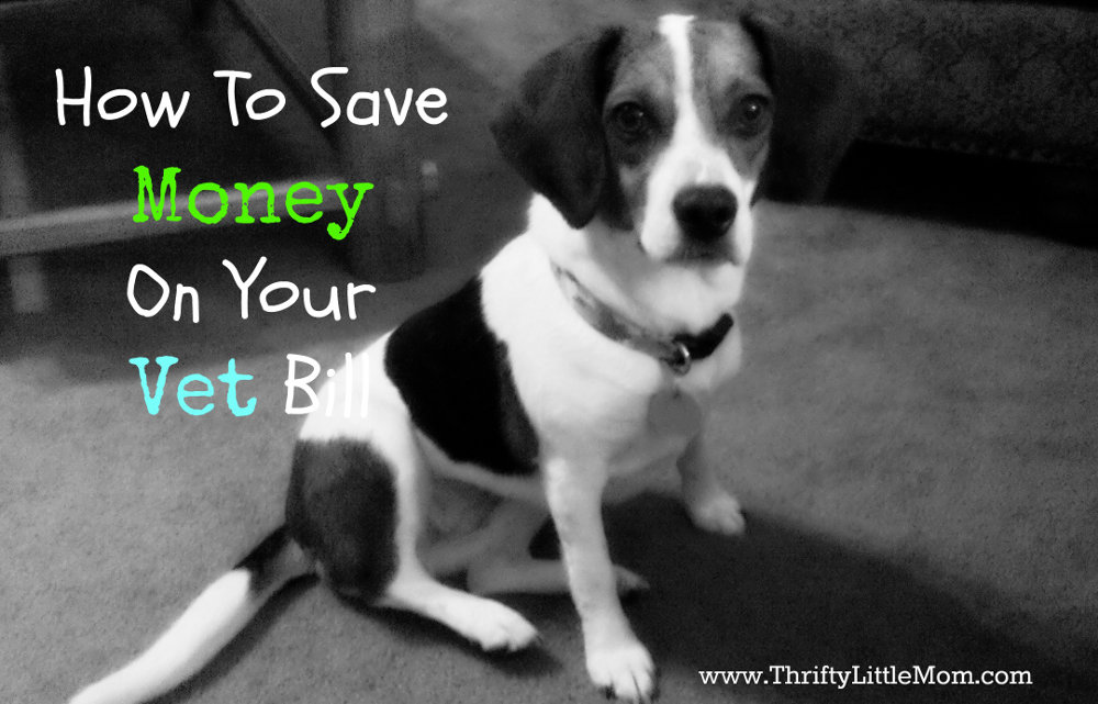 Saving Money On Your Animal Vet Bill