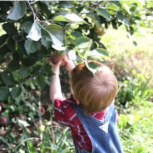 Tips and Tricks for Successful Apple Picking