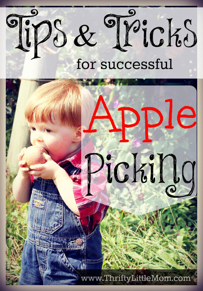 Tips and Tricks for successful apple picking