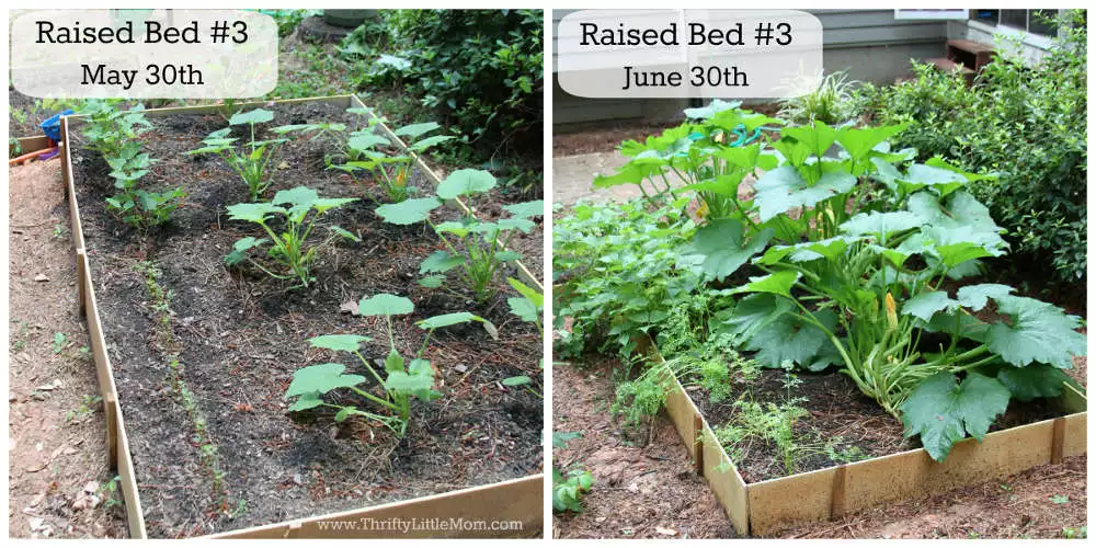 DIY Raised Garden Bed Before & After 3