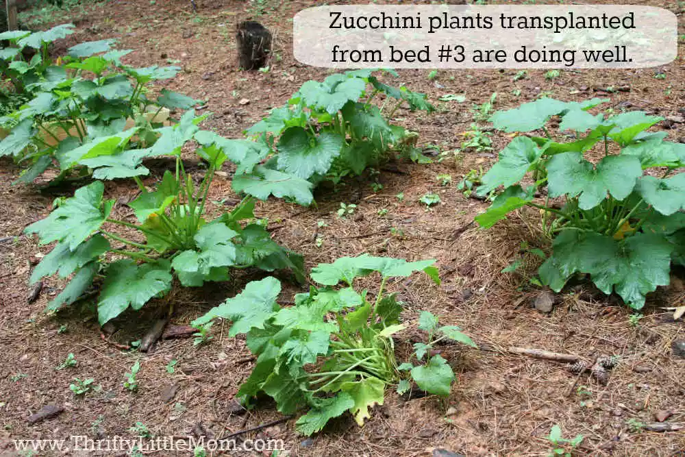DIY Raised Garden Beds Zucchini