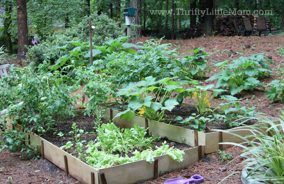 Easy Raised Garden Bed Instructions » Thrifty Little Mom