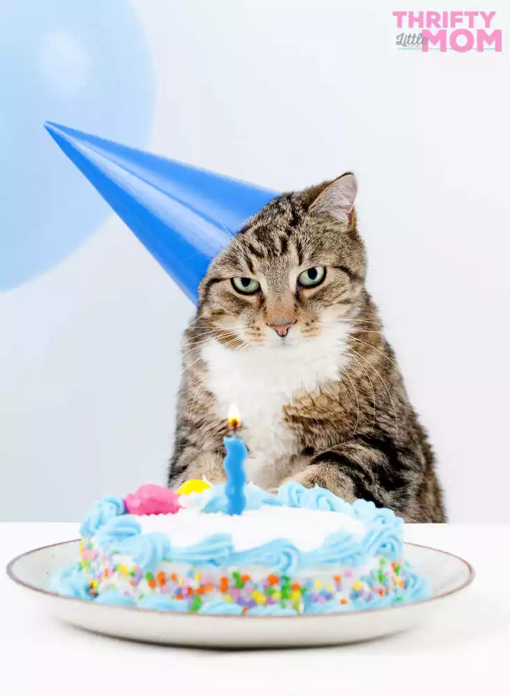 make a cat cake for your cat birthday party
