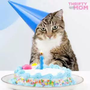 15 Purr-fect Cat Birthday Party Ideas