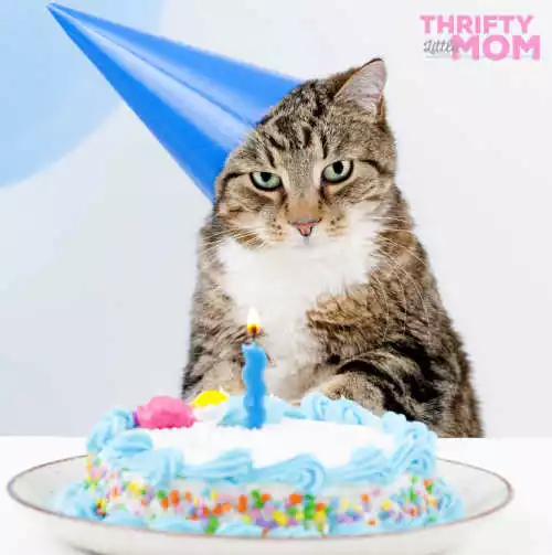 15 Purr-fect Cat Birthday Party Ideas