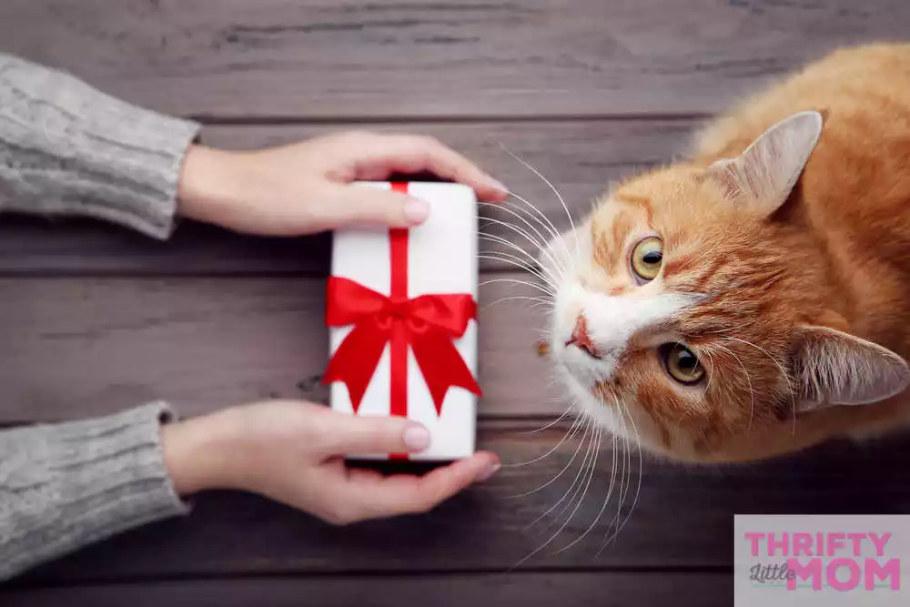 gifts to give your cat for their birthday