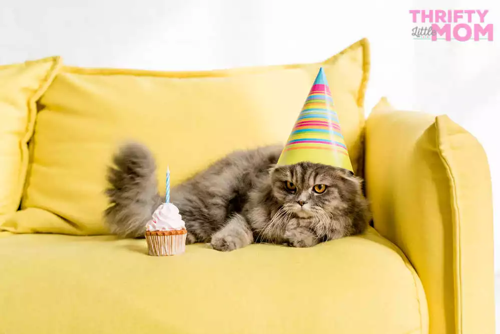 throw a birthday party for you cat